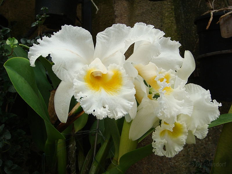 387 Longwood Gardens [2008 August 23].JPG - Longwood Gardens in Pennsylvania